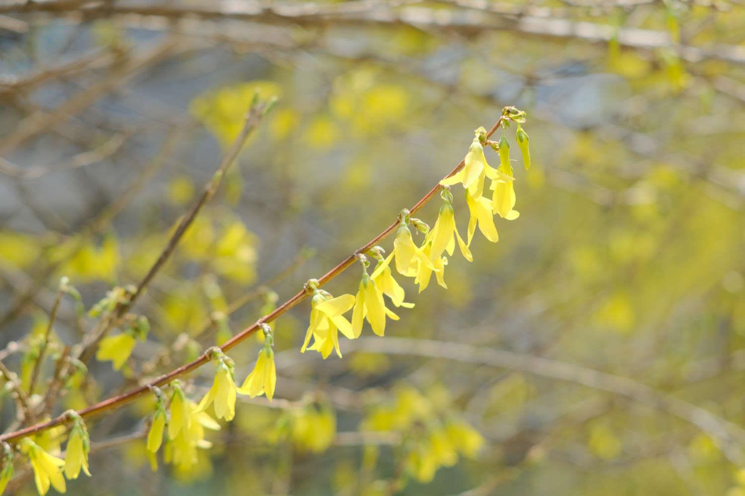 Forsythia