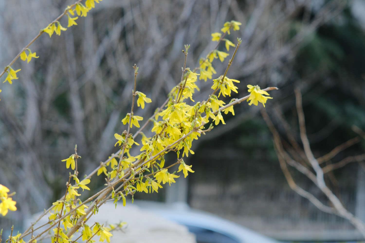 Forsythia