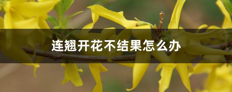 What should I do if Forsythia does not bloom? What is the reason for not blooming?