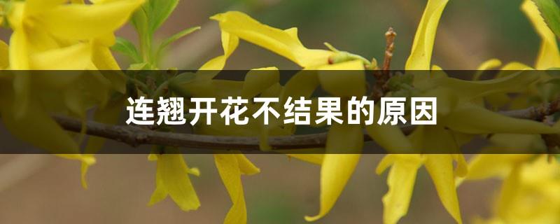 The reason why forsythia flowers and does not bear fruit, generally where it grows more fruit