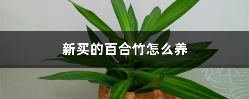 How to grow newly purchased lily bamboo