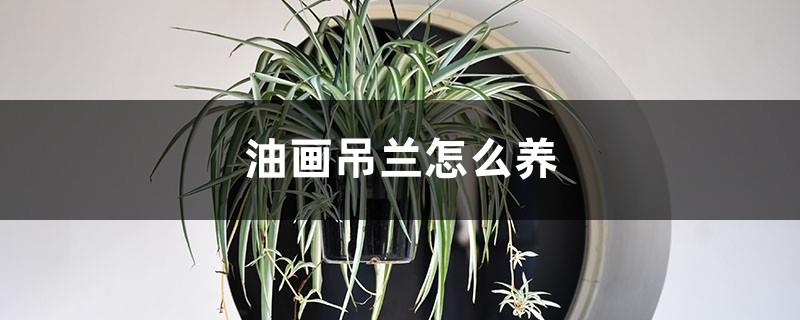 How to raise oil painting spider plants and how to cut them