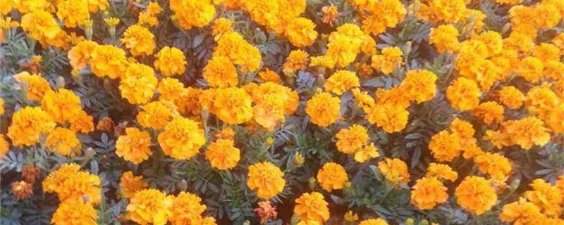 How to care for newly purchased marigolds