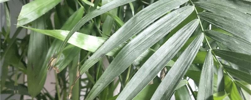 How to grow the newly purchased Phoenix tail bamboo