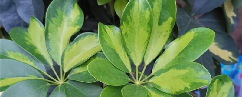 How to grow the newly purchased Schefflera