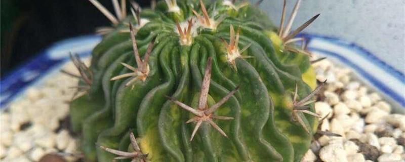 How to care for the newly purchased cactus