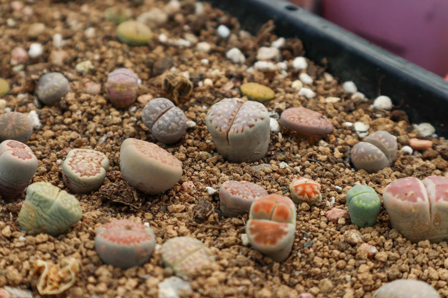 Lithops