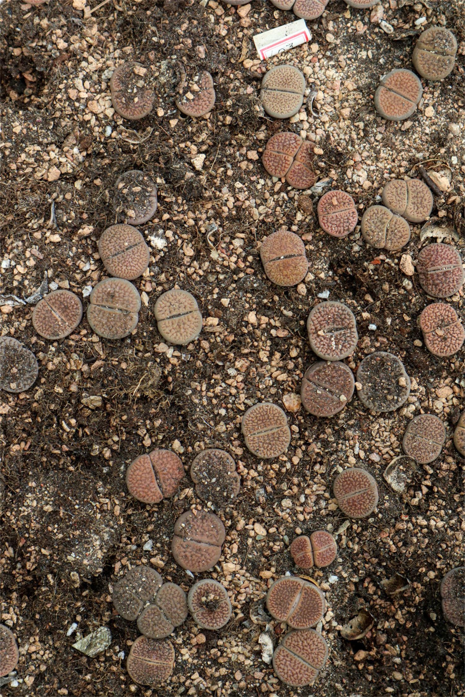 Lithops