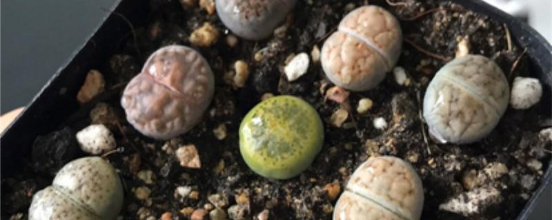 How to grow newly purchased Lithops