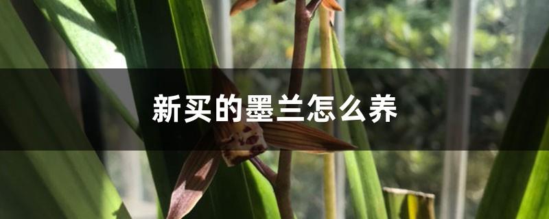 How to care for the newly bought ink orchid