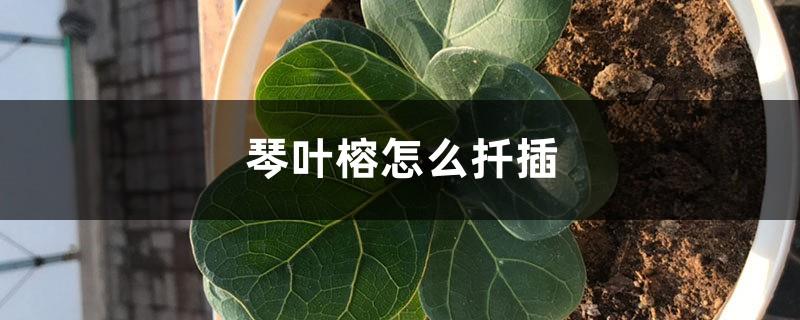 How to cut Ficus fiddleleaf fig, what should I do if it only takes root but not sprouts