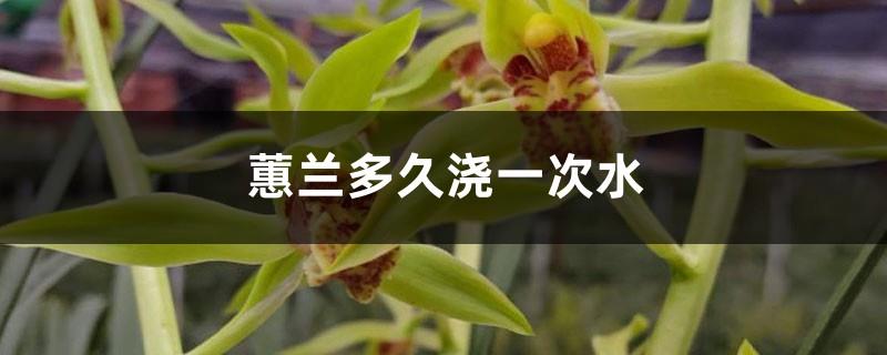 How often should you water Cymbidium orchid? What to do if you water it too much