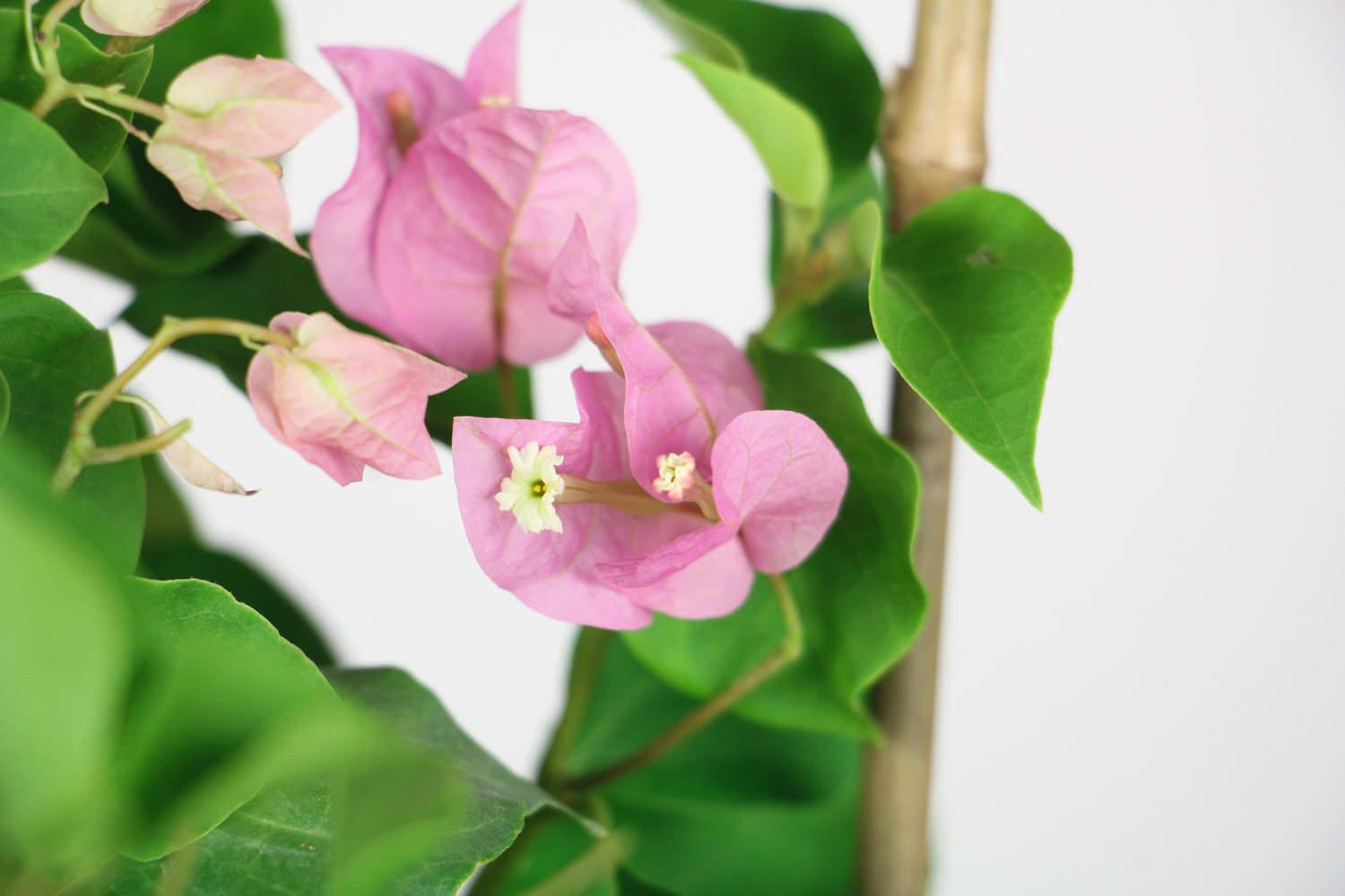 Bougainvillea