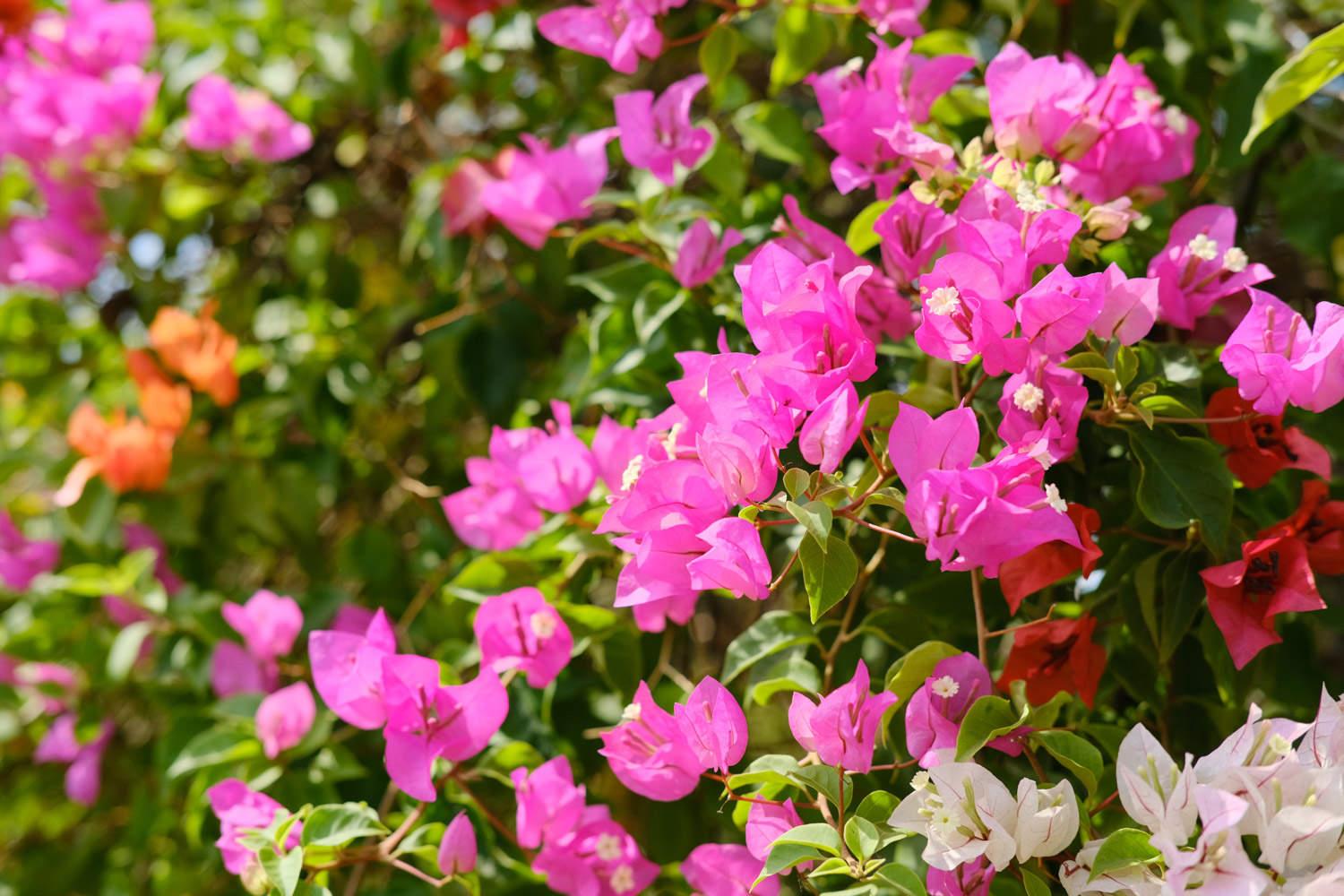 Bougainvillea