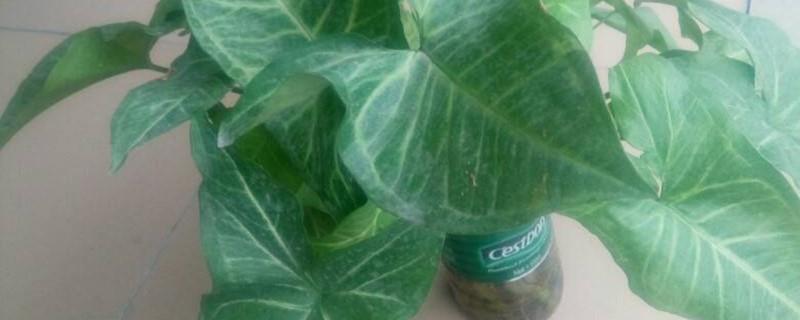 How to cultivate taro in water, is it better to cultivate it in water or soil