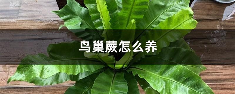 How to raise Bird's Nest Fern, Bird's Nest Fern Picture