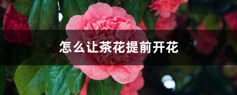 How to make camellia bloom in advance, how to extend the flowering period