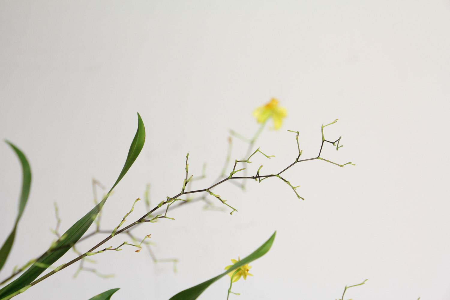 Oncidium