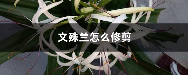 How to prune Manjushri orchid, can the leaves be cut in winter?