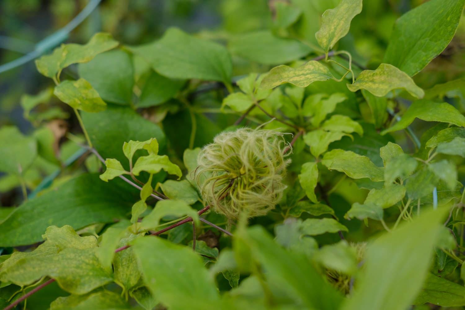 clematis