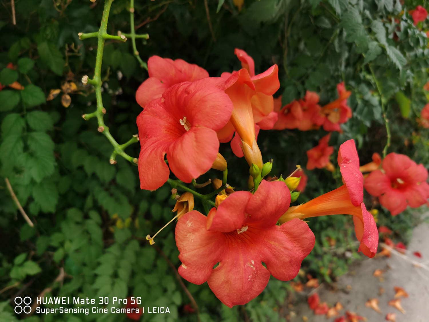 Lingxiao flower