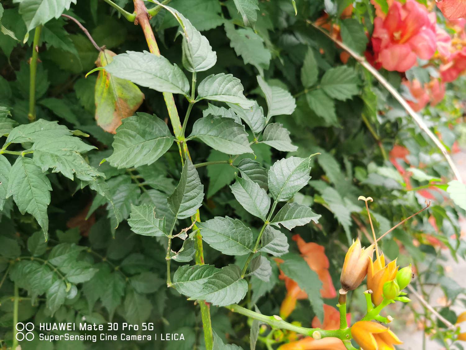 Lingxiao Flower