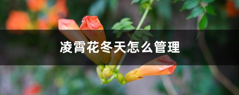 How to manage Lingxiao flower in winter, will it lose all its leaves