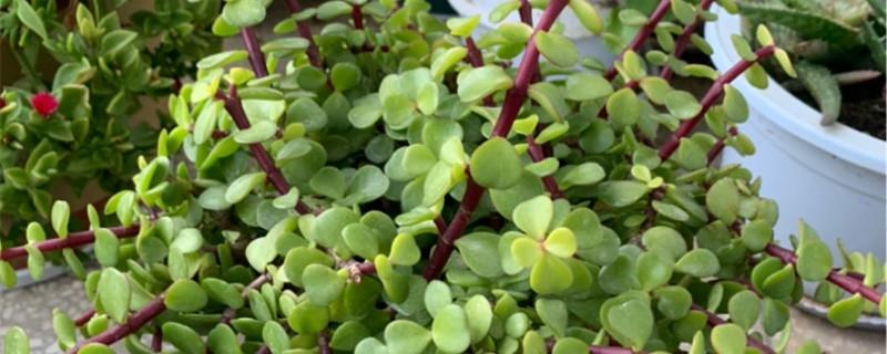 How to prune the tree purslane and how to grow it into an old pile