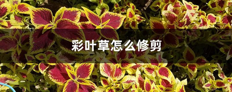 How to prune Coleus and how to propagate