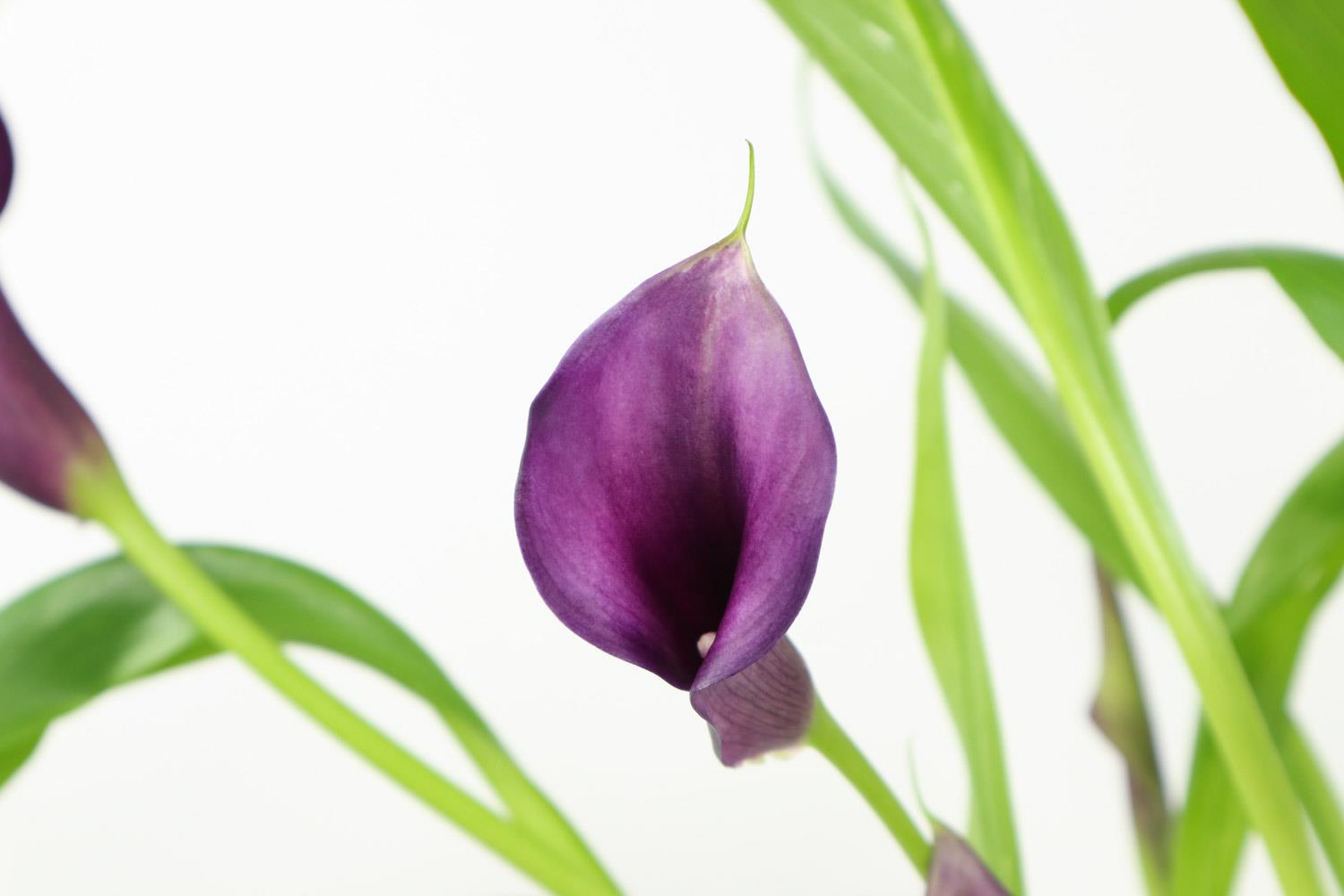 Colorful calla lily