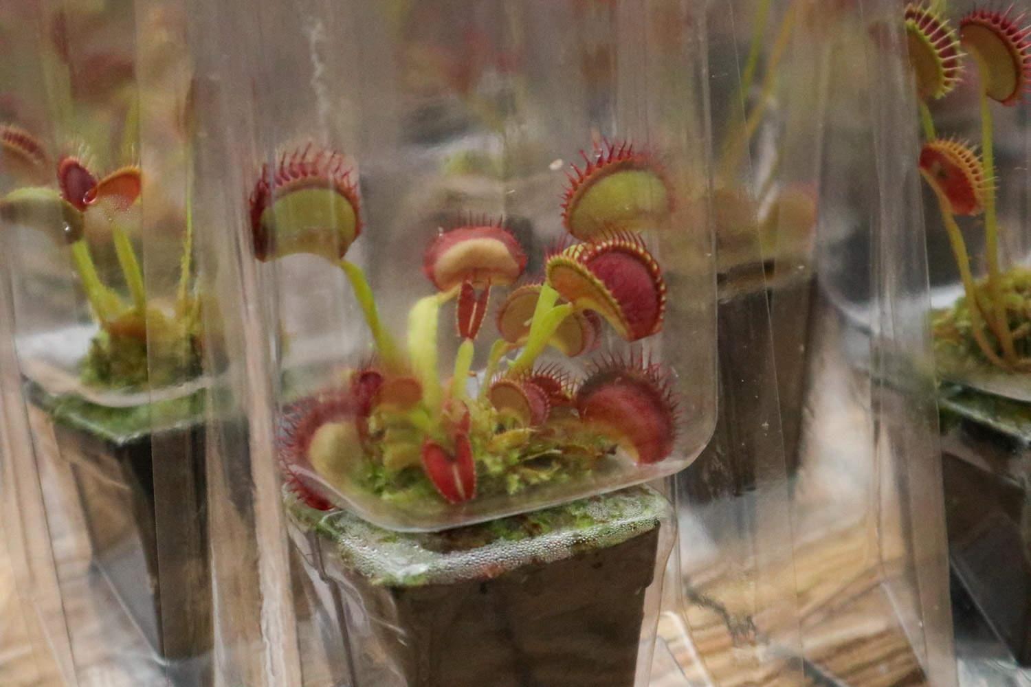 Flytrap