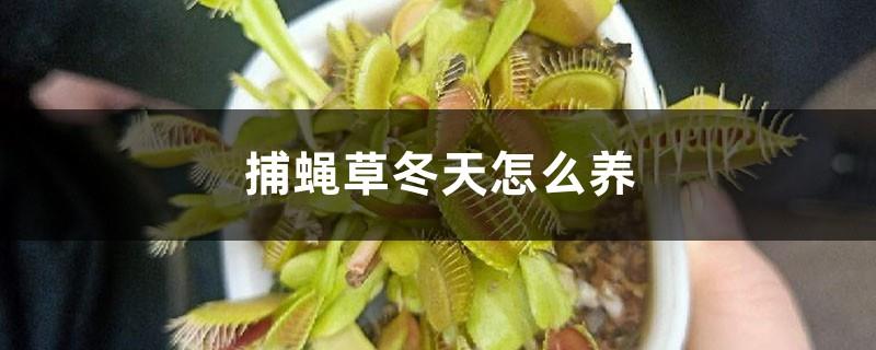 How to grow a flytrap in winter, what should I do if the leaves are all black