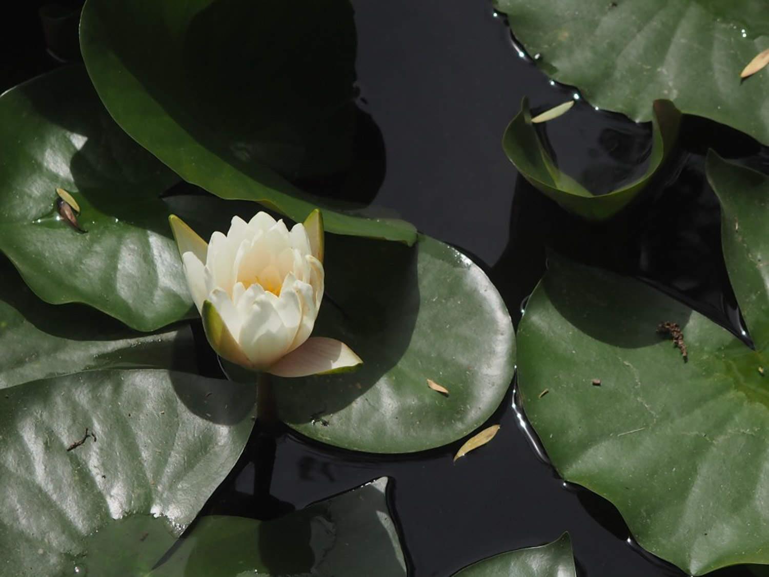 Water Lily