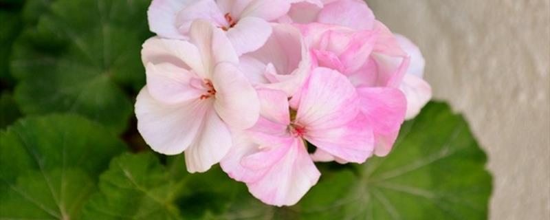 How to cut geraniums easily, which months are the best for cuttings