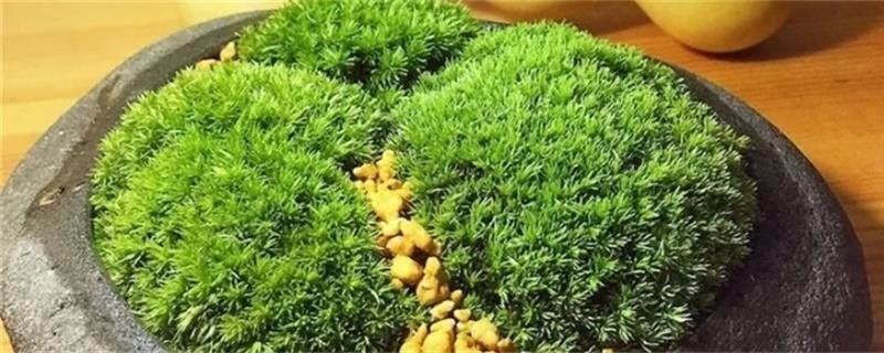 How to grow dug moss, where to dig it