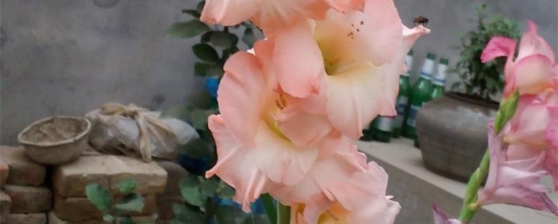 How to plant gladiolus, when is the best time to plant