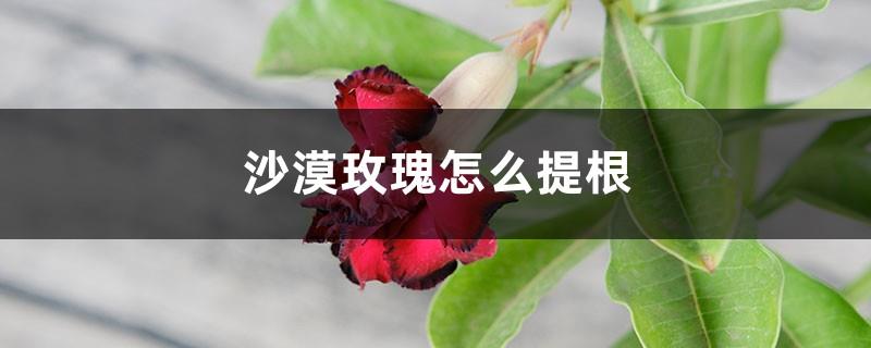 How to lift the roots of Desert Rose and how often to lift the roots