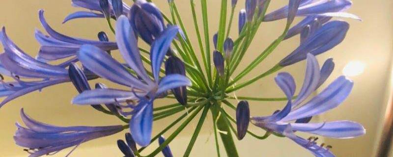 How to care for agapanthus in winter and what to do if it doesn't bloom