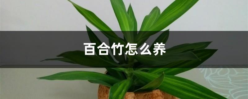 How to grow lily bamboo, lily bamboo pictures