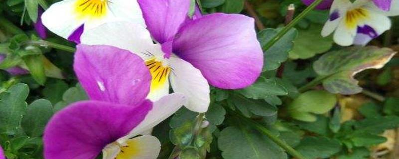 How to propagate Pansy paniculata, how to take cuttings