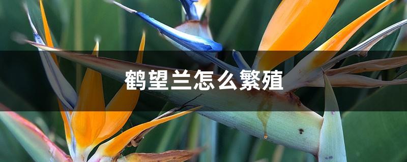 How to propagate Strelitzia reginae, how to make it grow side buds