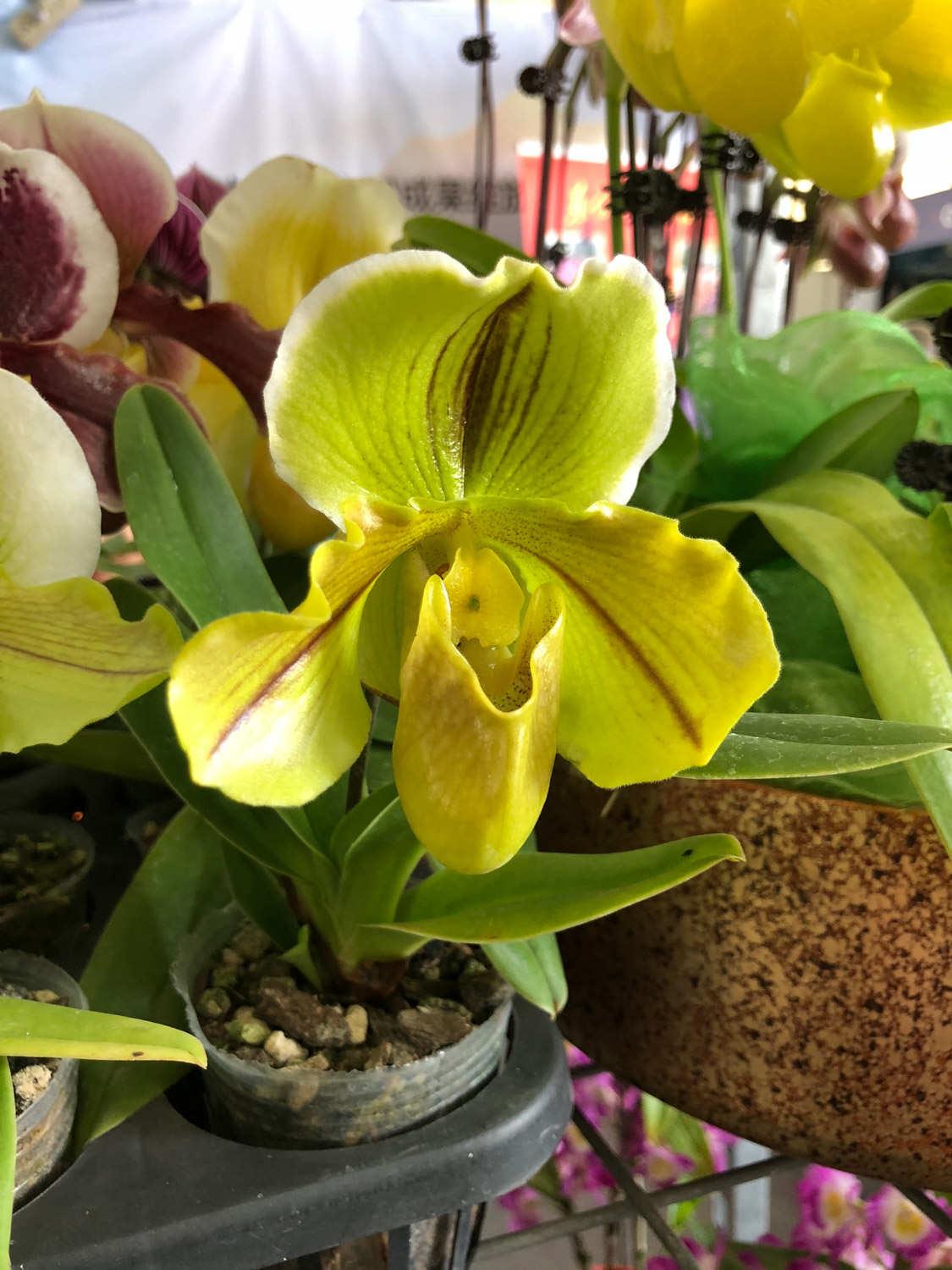 Paphiopedilum