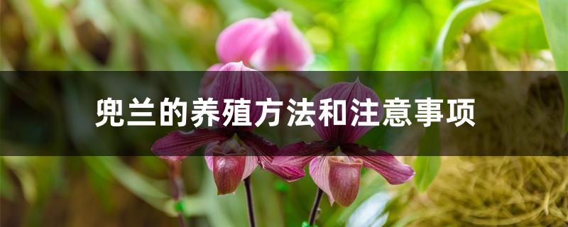 Paphiopedilum breeding methods and precautions