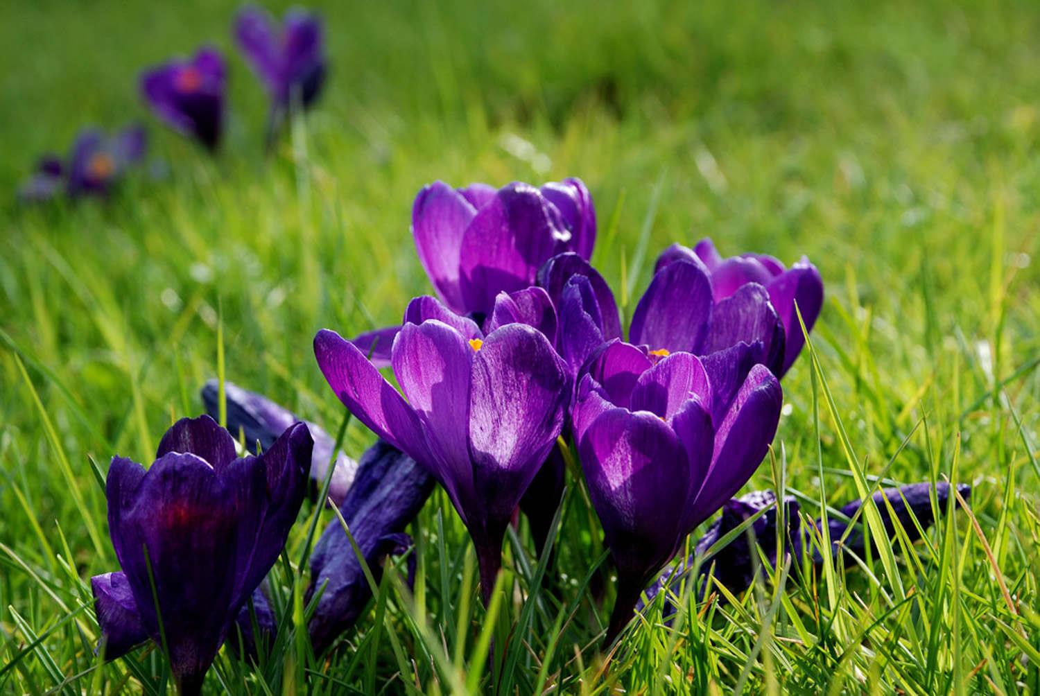 Crocus