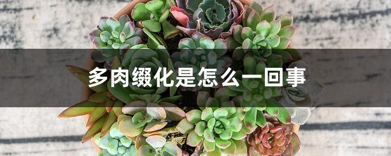 What is succulent decoration and how to develop succulent decoration