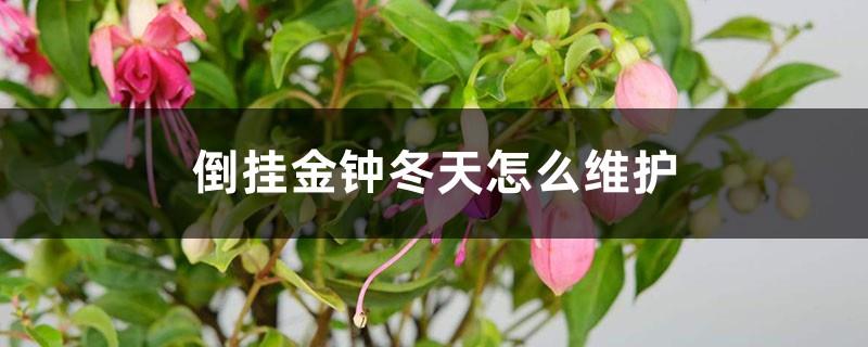 How to maintain the fuchsia in winter and why the flower buds fall off