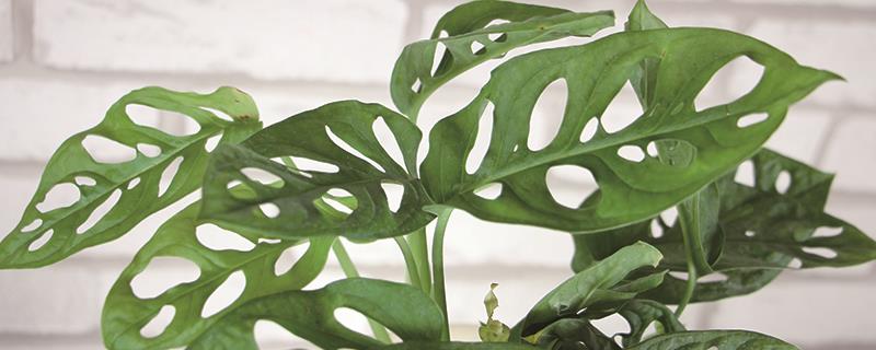 What are the precautions for cultivating Monstera deliciosa in winter