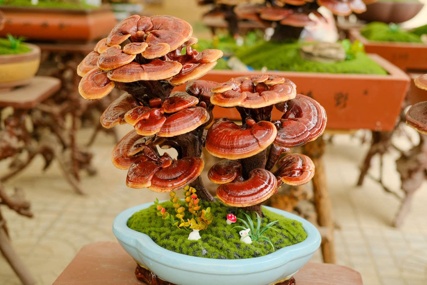 Ganoderma lucidum