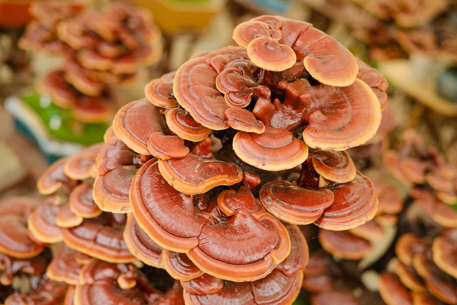 Ganoderma lucidum