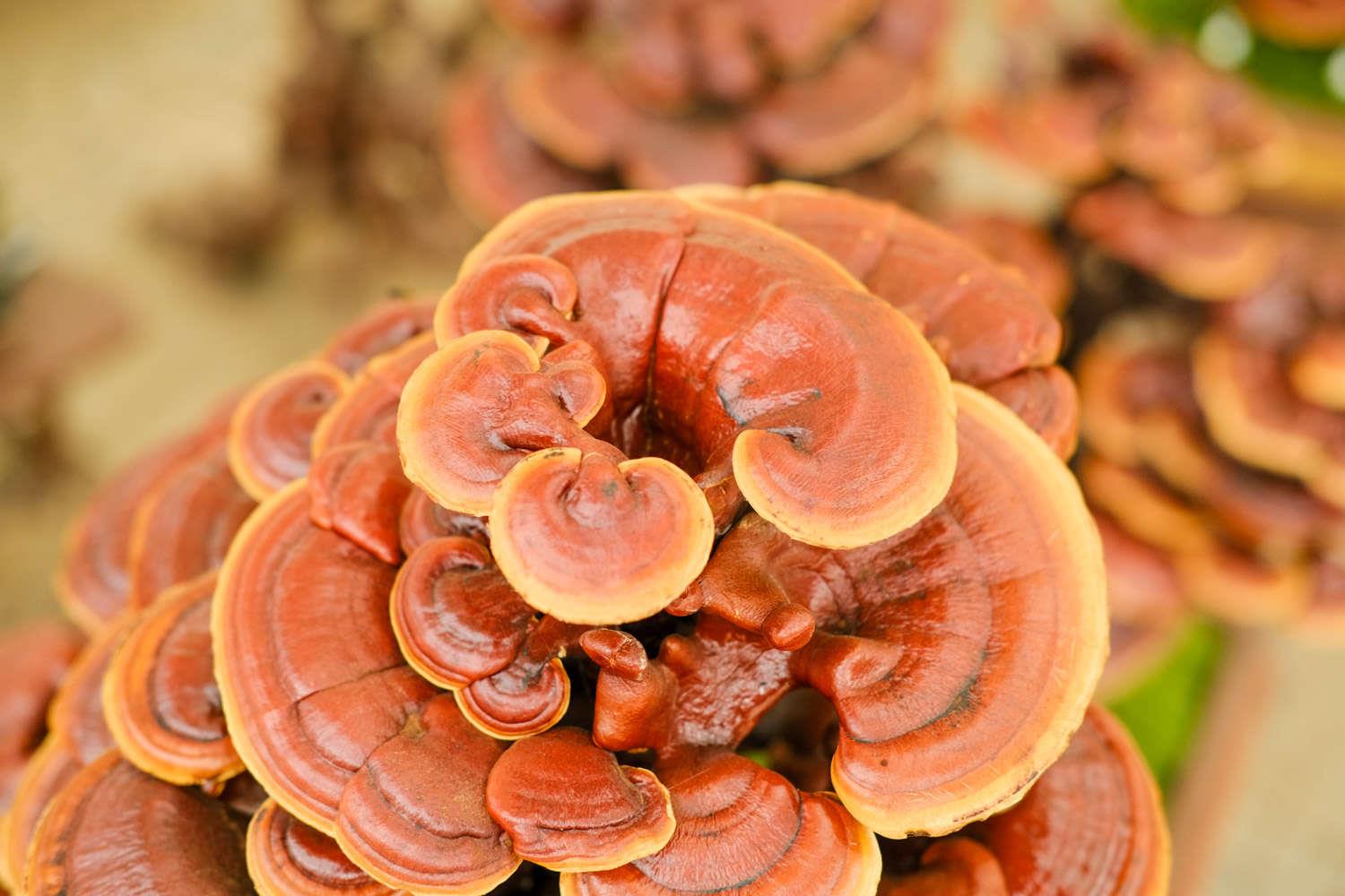 Ganoderma lucidum